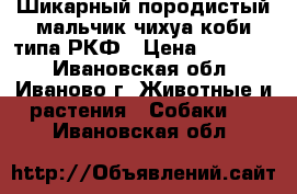Шикарный породистый мальчик чихуа коби типа РКФ › Цена ­ 20 000 - Ивановская обл., Иваново г. Животные и растения » Собаки   . Ивановская обл.
